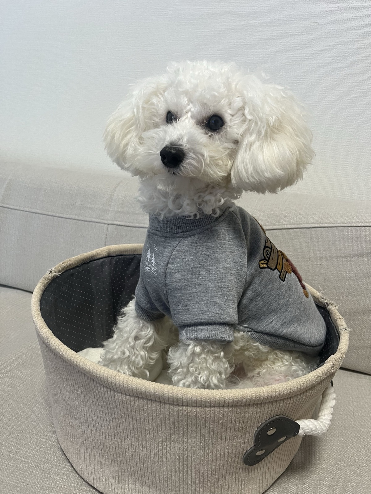 白いふわふわの愛犬がベッドの中でこちらを見ている